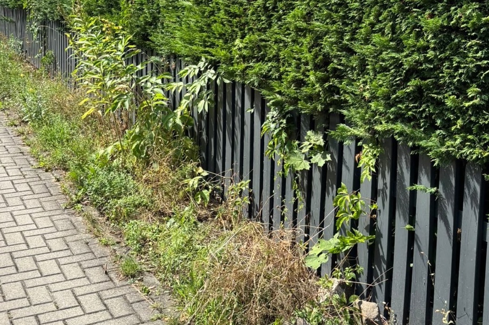 Stark verunkrauteter Randstreifen am Zaun